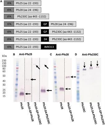 Assessment of Antibodies Induced by Multivalent <mark class="highlighted">Transmission-Blocking</mark> Malaria Vaccines